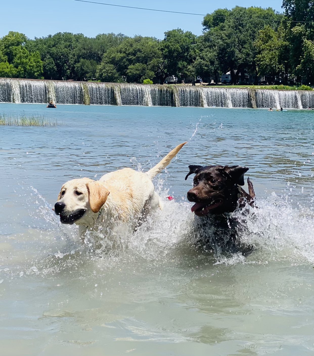 Butters and Loke running in water
